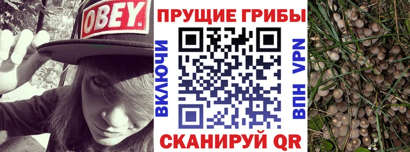 купить наркотик  Выборг  Псилоцибиновые грибы мухоморы 