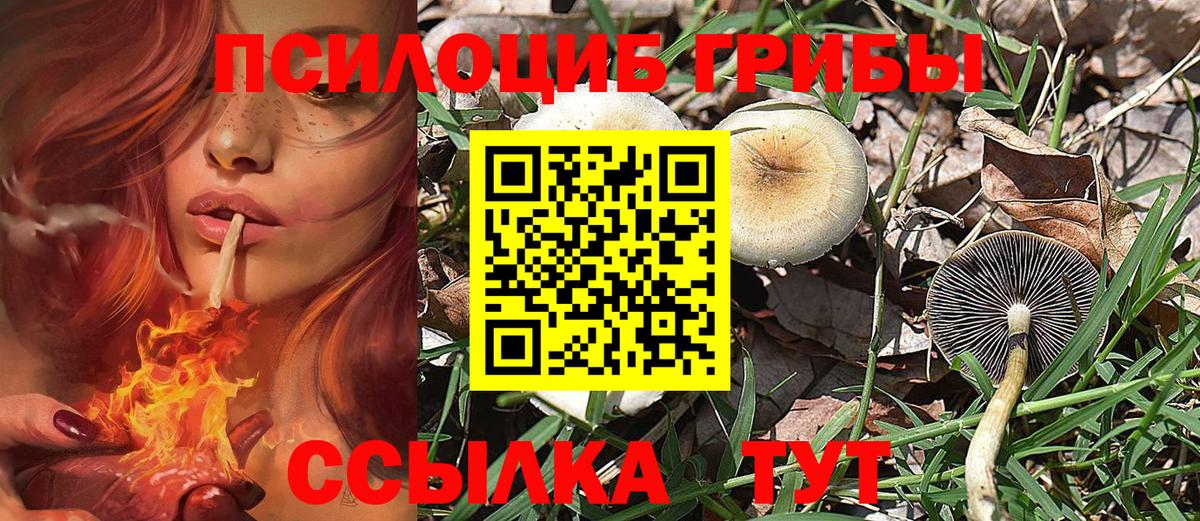 Выборг  Галлюциногенные грибы Cubensis  сколько стоит  Вход с VPN 